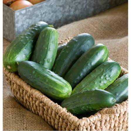 تصویر 2 از خیار درختی محلی آبدار برداشت شده از مزارع مرغوب